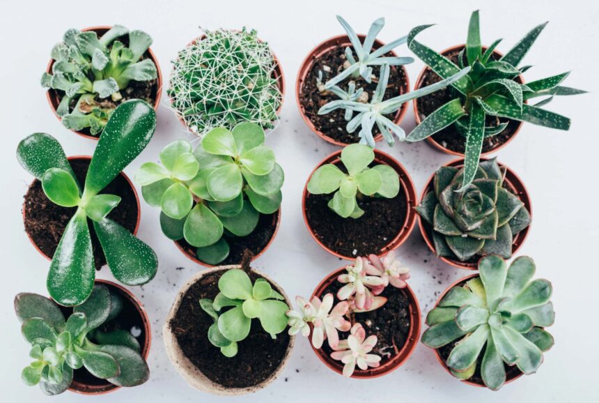 10 Best Places to Sell Plants to Make Money
